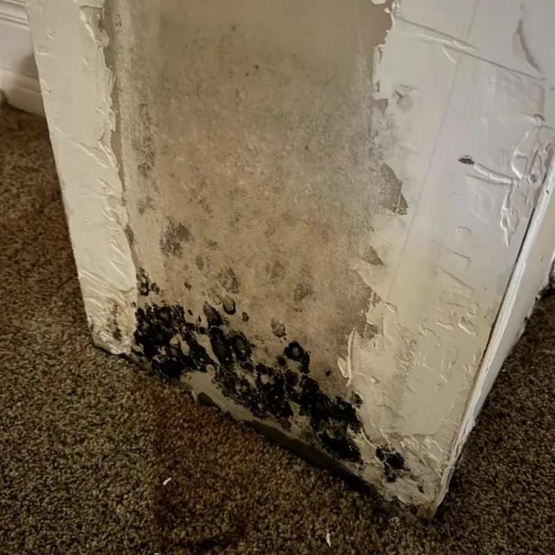Professional Mold Removal in Savannah, TN
